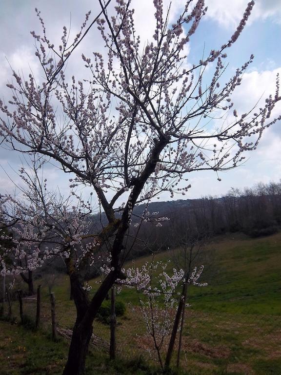 Agriturismo Norianino Montemerano Ngoại thất bức ảnh